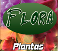 plantas hornamentales